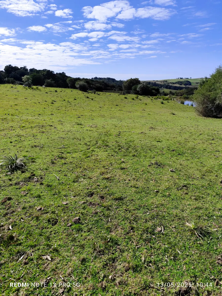 LOTE 001 - 4.2 hectares de Campos e Matos